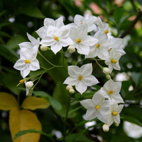 Planta Velo De Novia Bols 18