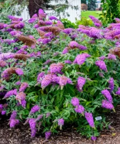 Planta Buddleja 5 Lts.