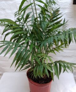 Planta Chamadorea 10 Lts.