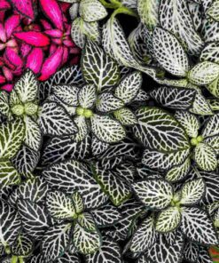 Planta Fitonia Bols 15