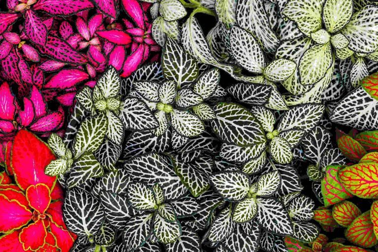 Planta Fitonia Bols 15