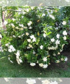 Planta Jazmin Del Cabo 4 Lts. (injertado)