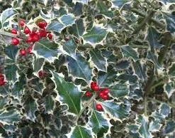 Planta Muerdago Variegado 3 Lts.