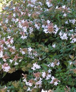 Planta Abelia 7 Lts.