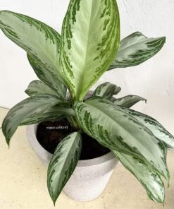 Planta Aglaonema M/15