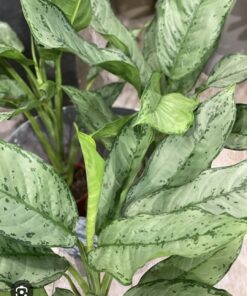 Alternative view of Planta Aglaonema M/15