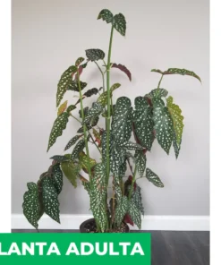 Planta Begonia Ala De Angel M/12