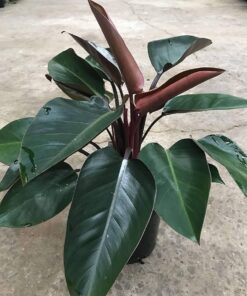 Planta Philodendro Congo Red M/15