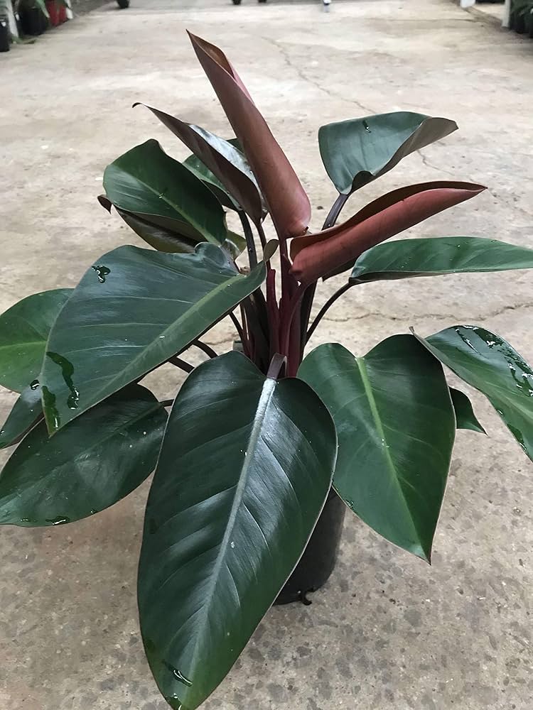Planta Philodendro Congo Red M/15