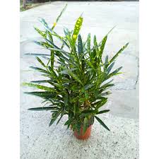 Planta Croton Fideo M/12