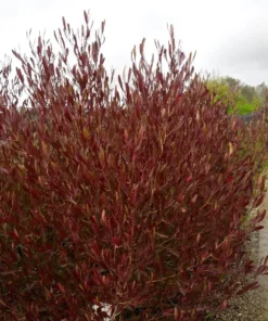 Planta Dodonea 10 Lts.