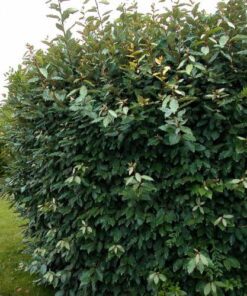 Planta Eleagnus 3 Lts.