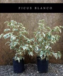 Planta Ficus Blanco 3 Lts.