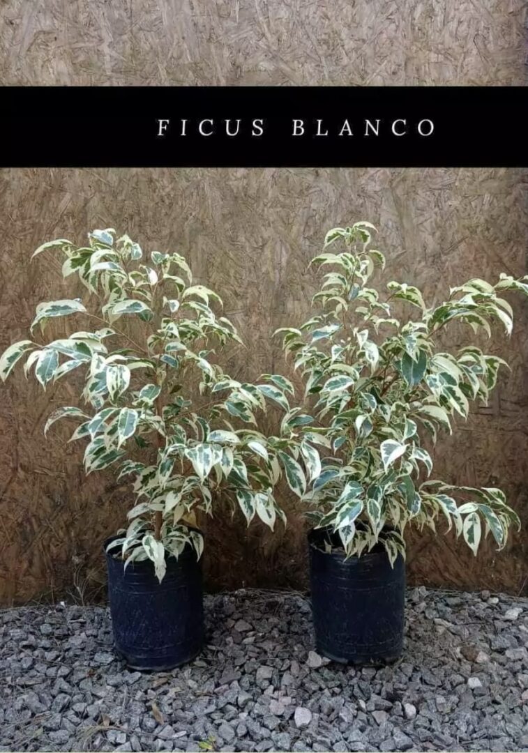 Planta Ficus Blanco 3 Lts.
