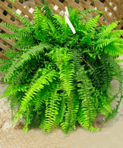 Planta Helecho Serrucho Bols 21 (Boston)