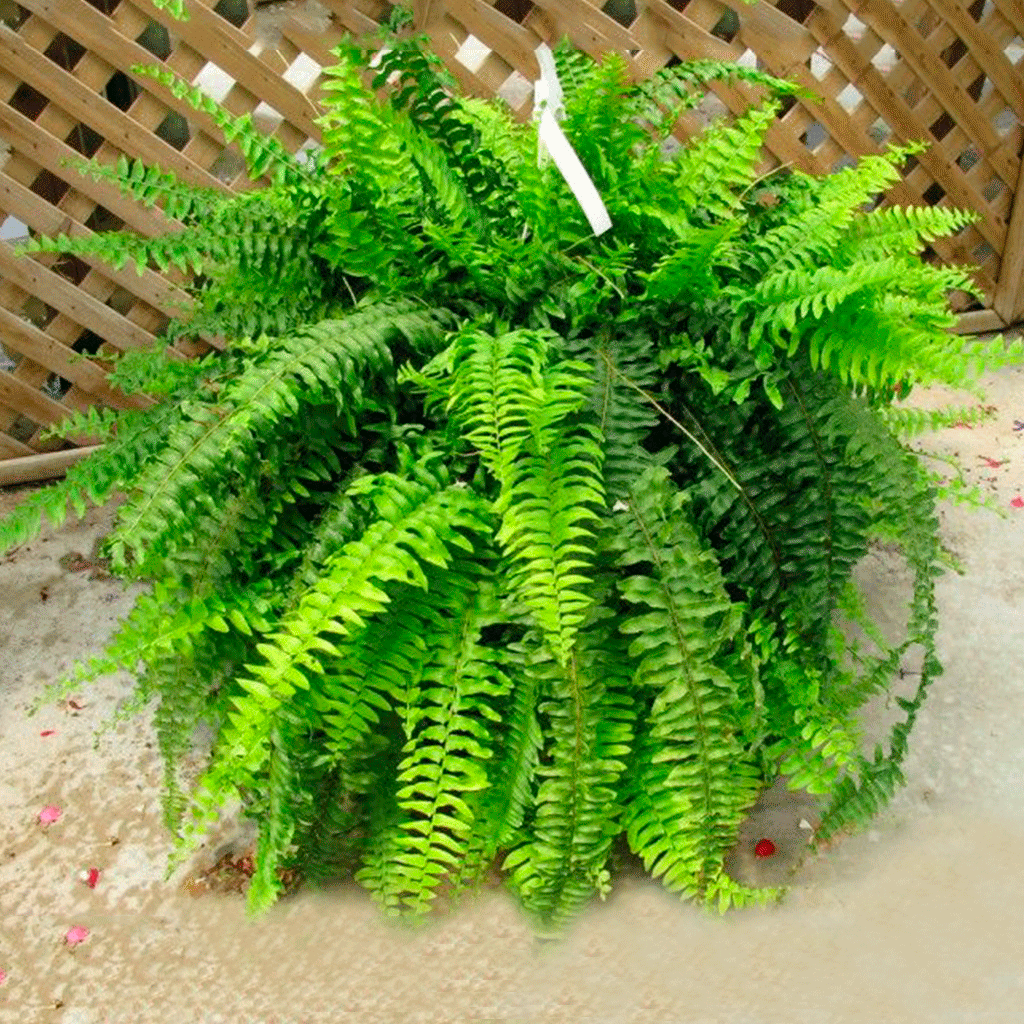 Planta Helecho Serrucho Bols 21 (Boston)