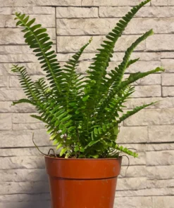 Planta Helecho Serrucho M/12