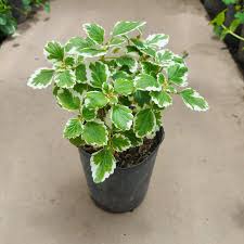 Planta Incienso M/12