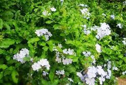 Alternative view of Planta Jazmin Del Cielo 3 Lts.