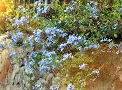 Planta Jazmin Del Cielo 3 Lts.