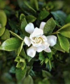 Planta Jazmin Kimura M/12