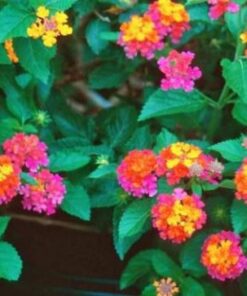 Planta lantana 3 Lts.