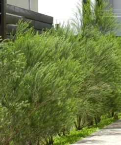 Planta Melaleuca 10 Lts.