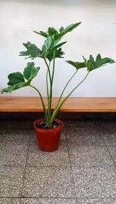 Planta Philodendro Misionero 3 Lts.