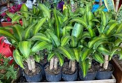 Planta Palo De Agua M/12