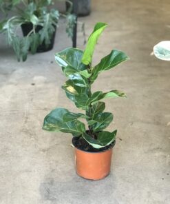 Planta Ficus Pandurata 3 Lts.