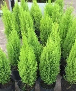 Planta Pino Limon 3 Lts.