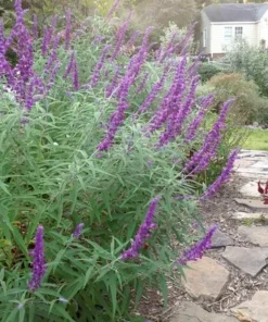 Planta Salvia Jardin 3 Lts.