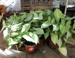 Planta Singonium M/12