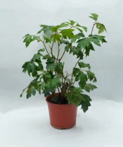 Planta Cissus M/12