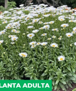 Planta Margariton 3 Lts.