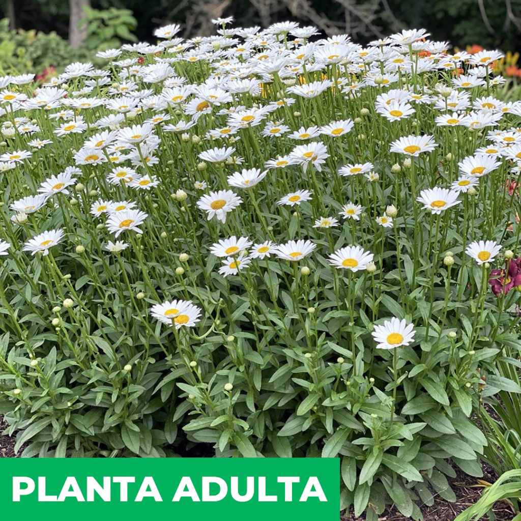 Planta Margariton 3 Lts.