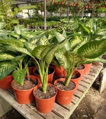 Planta Dieffenbachia Tropic M/15