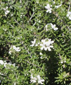 Planta Westringia 4 Lts.