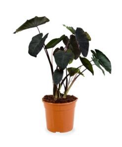 Planta Alocacia Black