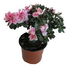 Planta Azalea M/15
