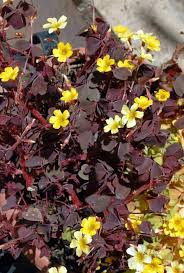Planta Oxalis M/12