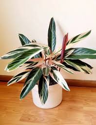 Planta Calathea Stromante 3 Lts.