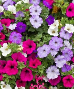 Planta Petunia M/10