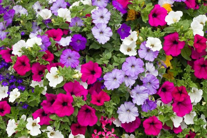 Planta Petunia M/10
